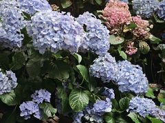 -火炉山森林公园