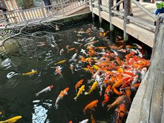 -南宫五洲植物乐园