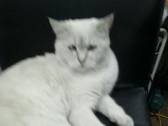 -青春加萌照相馆