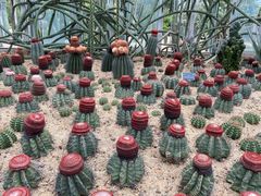 -深圳仙湖植物园