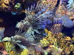 -上海海洋水族馆