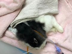 -美联众合动物医院·24h转诊中心