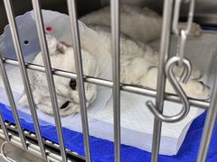 -中农国际动物医院24小时·猫科·骨科·急重症中心