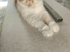 -猫岛主趣味餐厅(鼓浪屿店)
