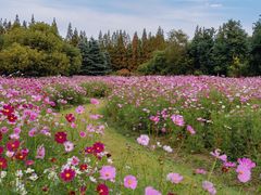 -上海共青森林公园