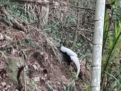 -武夷山风景名胜区-虎啸岩