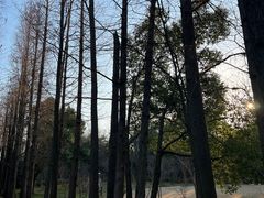 -上海滨江森林公园