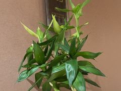 -红菜坊·烤鸭·川鲁宴(石园店)