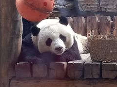 -石家庄市动物园