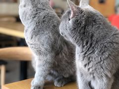 -平行世界·猫咖(首经贸店)