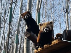 -北京野生动物园