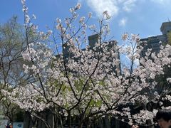 -大宁郁金香公园-停车场