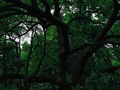 -虎跑公园