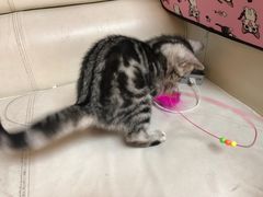 -lincat·猫舍(广州店)
