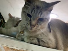 -李小姐の猫咖啡馆(五角场店)