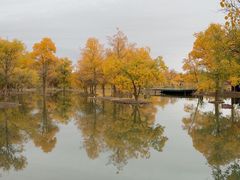 -金塔沙漠胡杨林景区