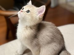 -东方名猫馆·英短金渐层布偶猫舍(环线广场1号楼店)