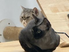 -楼上猫咖(罗湖店)