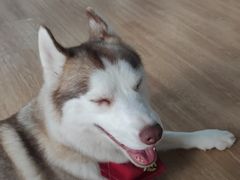 -Husky Go! 哈士奇体验馆·宠物咖啡厅狗咖