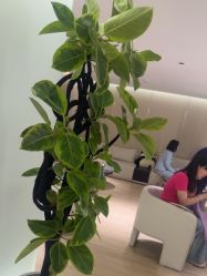 -北京漾格医疗美容医院