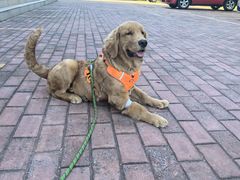 -乖乖宠物医院·猫科·骨科·24小时(云岗分院)