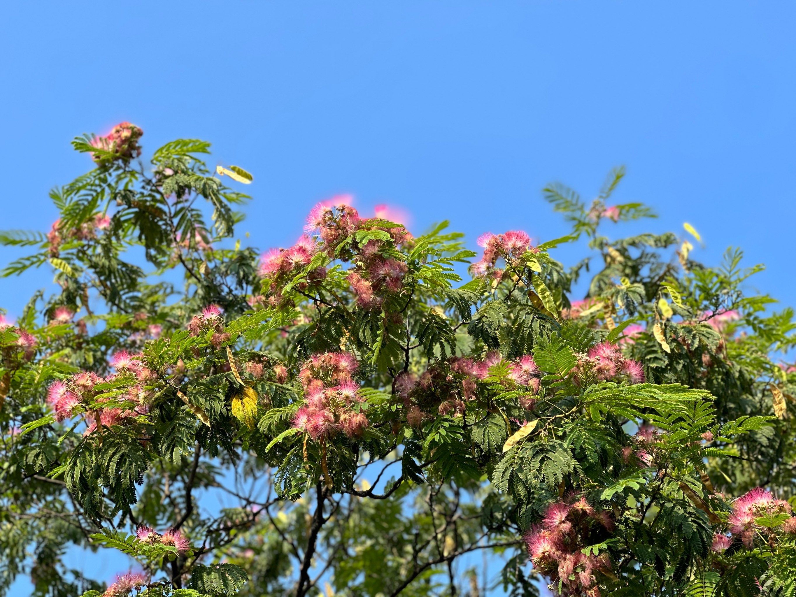 方圆百里最坚强的一棵合欢花树