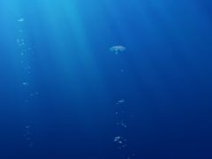 -寶牯佬邵阳米粉