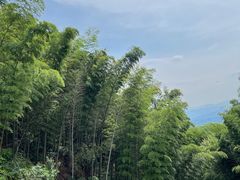 -蜀南竹海景区