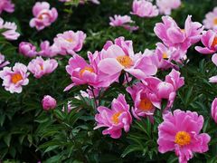 -扬州大运河文化旅游度假区·盆景园