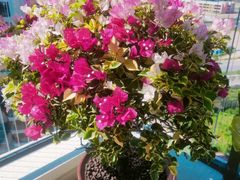 -小八仙·宴(三峡茶庄店)