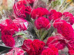 -越秀西湖花市(广州城市广场花卉店)