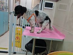 -北京观赏动物医院·24小时大型综合·猫专科·异宠专科