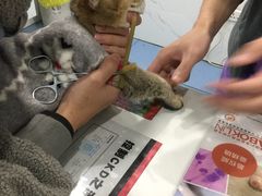 -伟伟宠物医院·CT影像中心·瑞派犬猫综合性门诊(汉口总院)