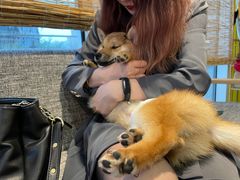 -南京Hallo宠物乐园·哈罗犬舍·柴犬繁育基地