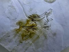 -辽宁古生物博物馆