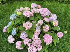 -翡翠江南(国贸商城店)