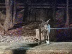 -清迈夜间动物园