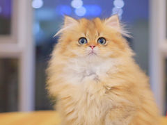 -柚子猫舍·精品猫舍购猫·猫咪认养·购宠·宠物店