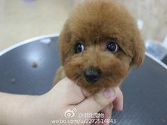 美容师修剪贵宾泰迪日系造型-诺比宠物医院心脏内科·泌尿肾内外科·骨科急重症