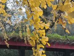 -四川大学(华西校区)