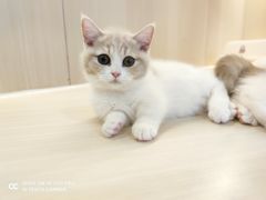 -momokira米努特·德文卷毛猫·棉花面纱犬