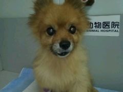 -宠福鑫动物医院·动物疾病诊疗中心(天通苑店)