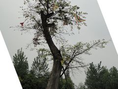 -三圣花乡旅游区