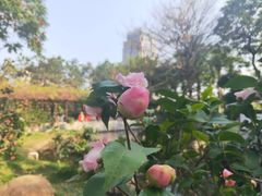 -深圳国际园林花卉博览园