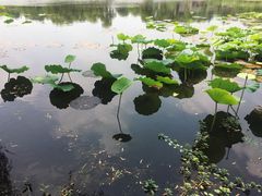 -荷塘月色湿地公园·向阳花洲