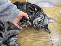 -李小姐の猫咖啡馆(五角场店)