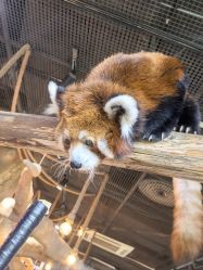 -Zoolung Zoolung动物主题公园(海信广场店)