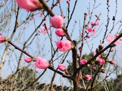 -桃花岛景观公园