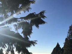 -阿里山神木遗迹