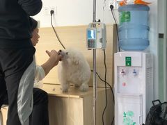 -乐派堂宠物医院·猫友好· 心脏科(东街店)
